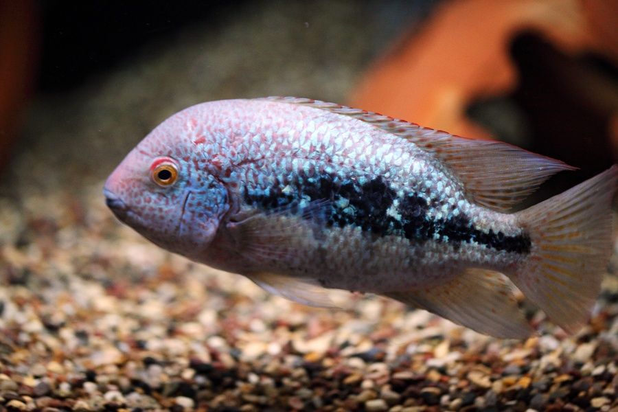 Продам цихлозом вьеха