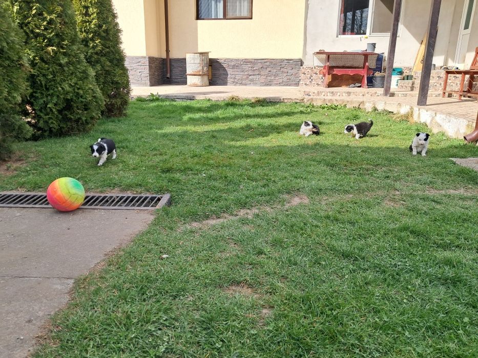 Donez catei bordan colii