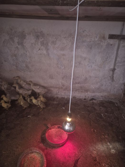 Boboci gâscă si oua gâscă