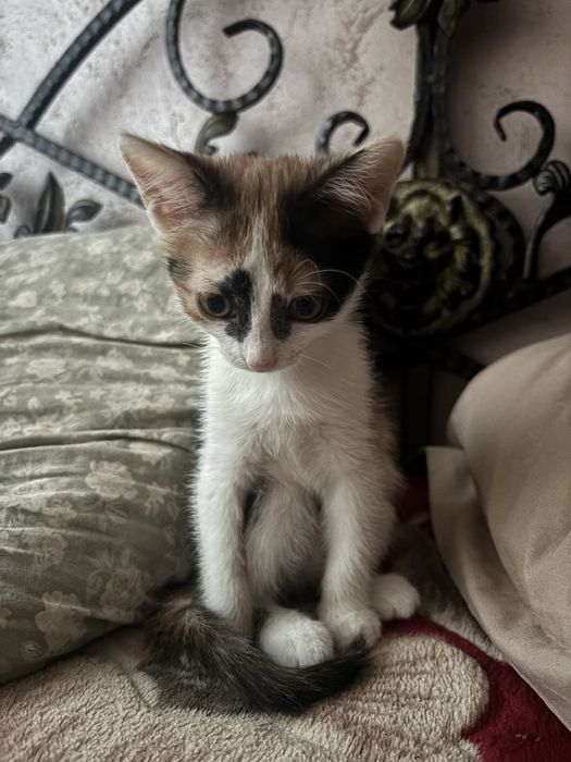 котенок котята в добрые руки