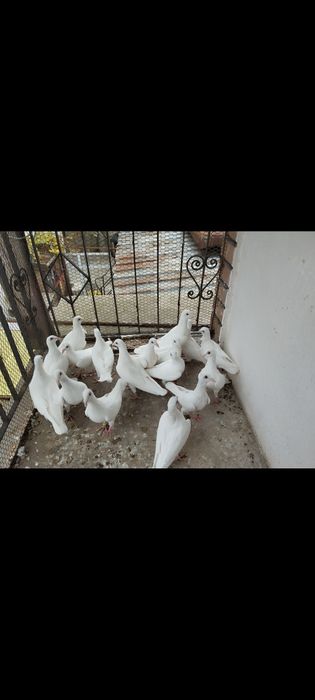 Продавам бели пощенски гълъби за сватба, кръщенета и д-р тържества 
Продавам бели пощенски гълъби за сватба, кръщенета и д-р. тържества
20 €
39,12 лв