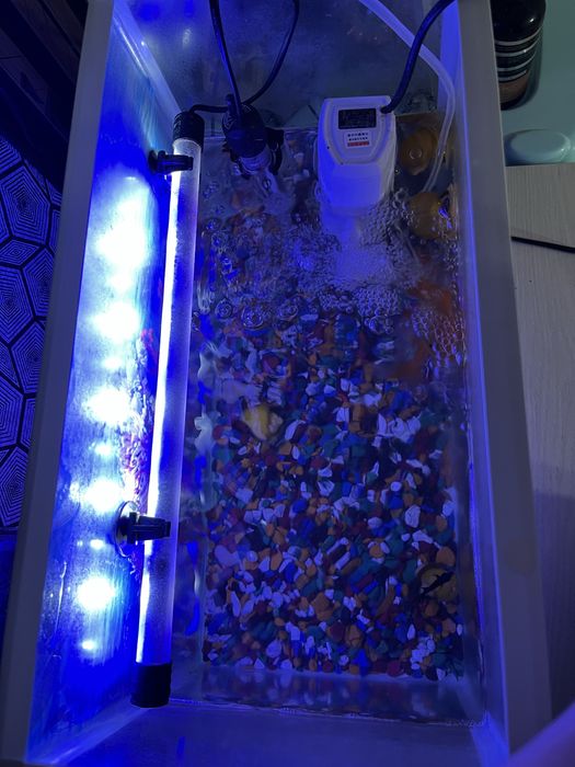 Аквариум с улыткой