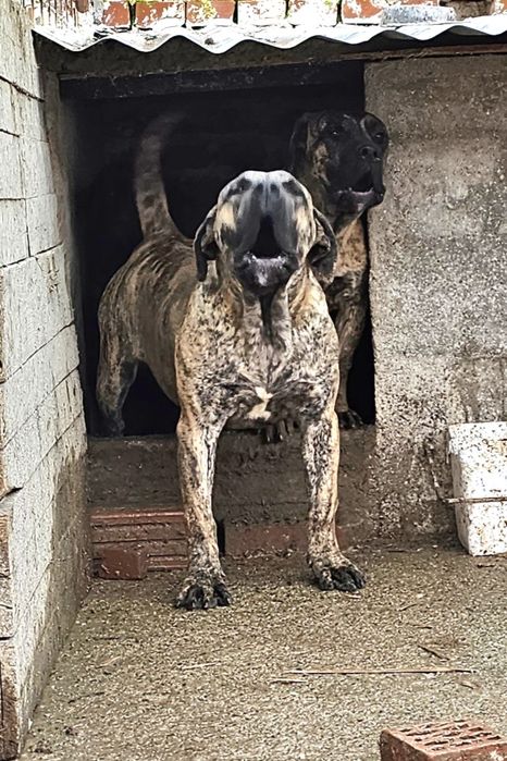 Куче Dogo Canario