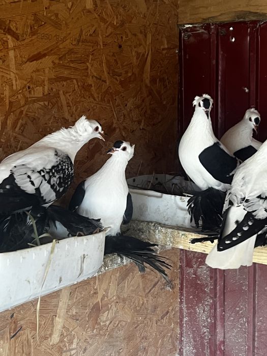 Vând gaini australorp , motate olandeze porumbei de ornament , pauni f