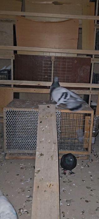 Голуби такла бозы