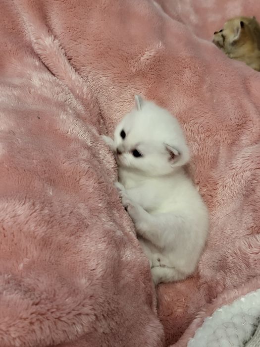 Шиншилла бринтанская