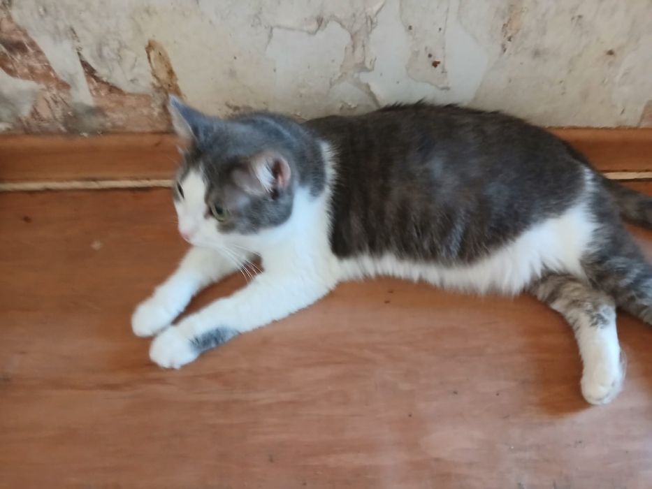 Отдам кошечку Люсю