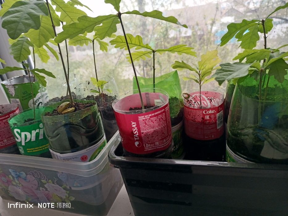 Дуб обычный саженцы .