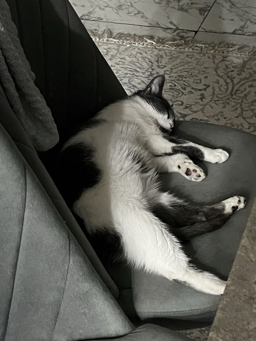 Отдам кошечку в добрые руки