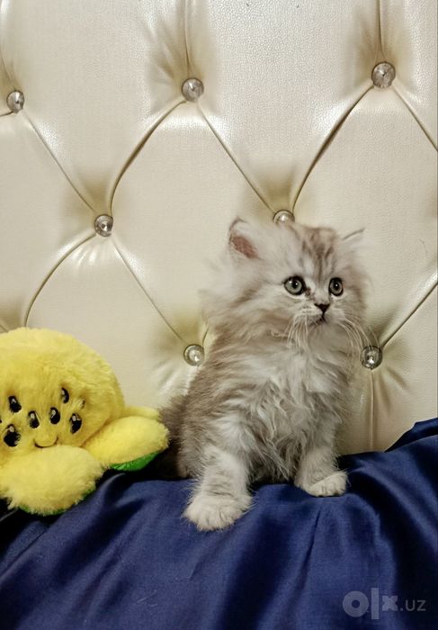 Британская шиншилла серебро! Мальчик!