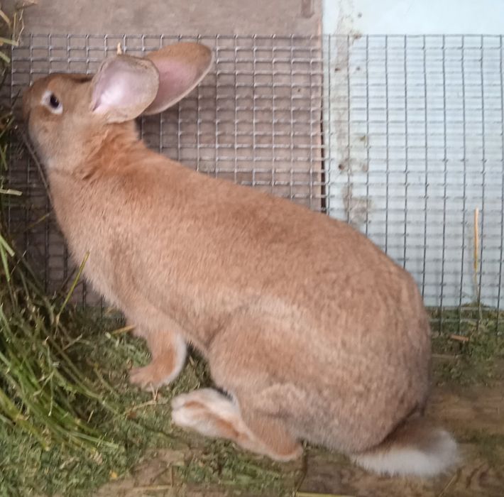 Продаются племенные кролики