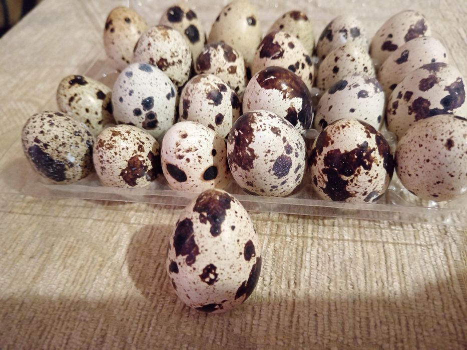 Ouă prepeliță de consum