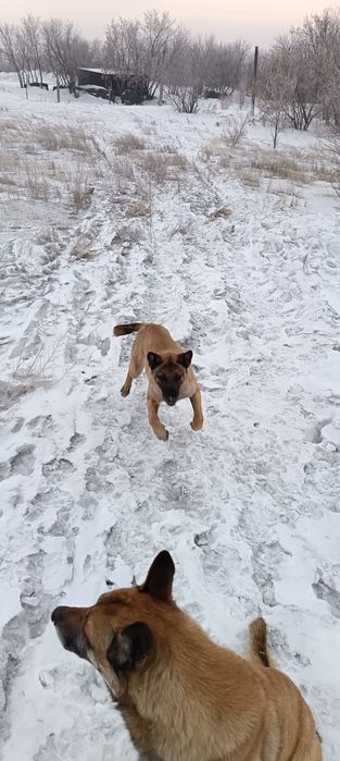 Бельгийская овчарка (малина)