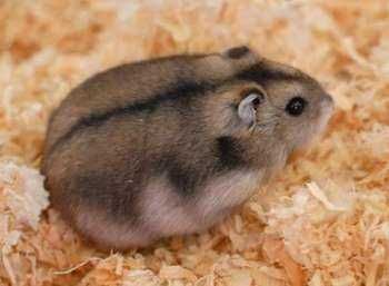 Сирийские хомяки и джунгарские хомяки