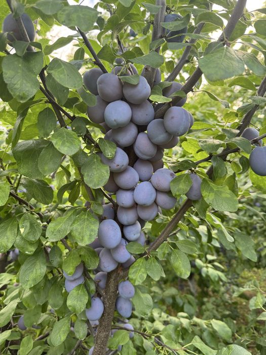 Vand prune centenar