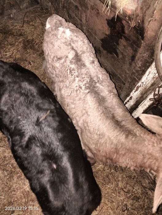 Продам  тёлочек.