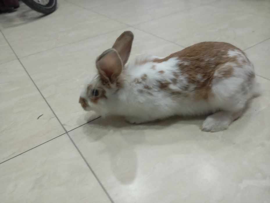 English Spot (английский пятнистый кролик)