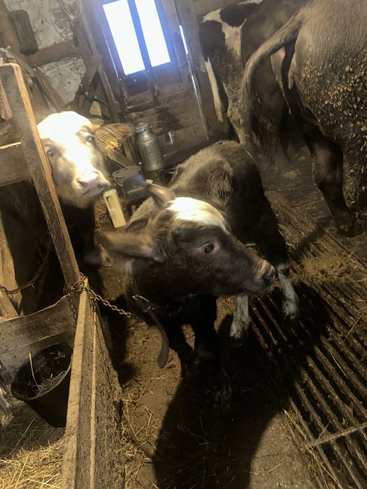 Bivolita fatata de 5 saptamani