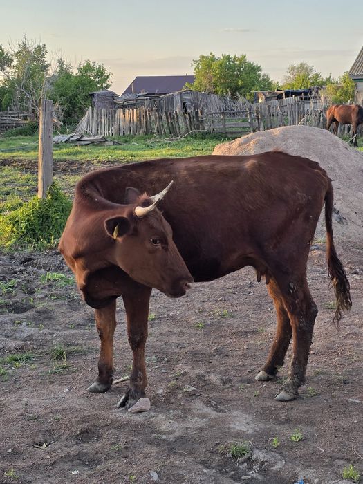 Карова продаётся