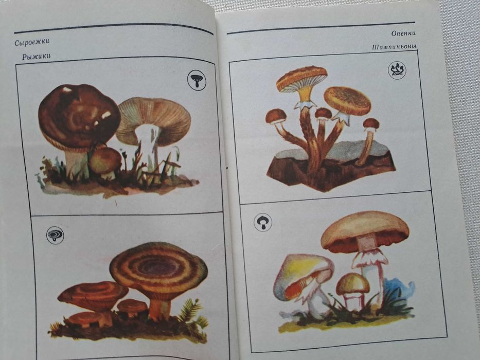 Книга Грибы в Казахстане