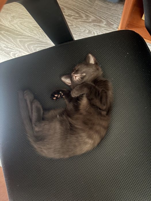Черная кошка 2 месяцев