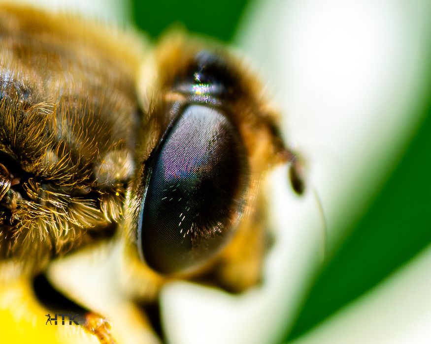 SONY 100 mm f 2.8 macro GM OSS