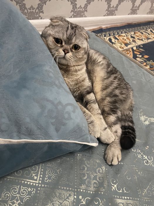 Продам шотланского котенка