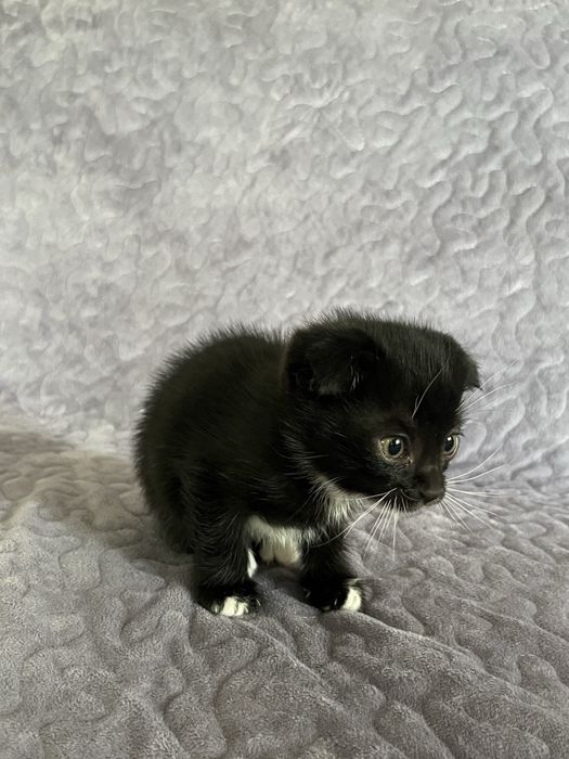 Мушукчалар скотиш фолд