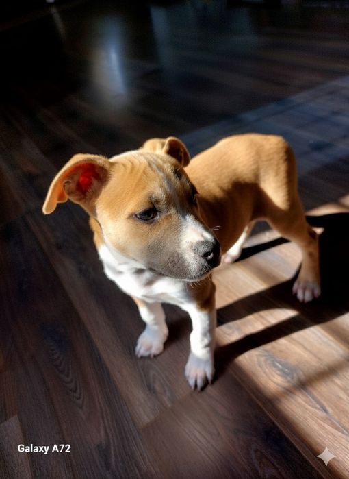 Продам щенка Стаффорда АСТ