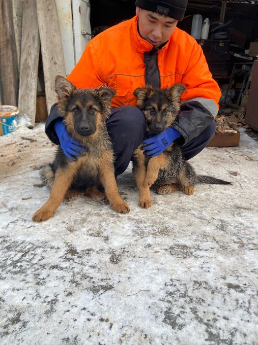 Немецкие овчарки