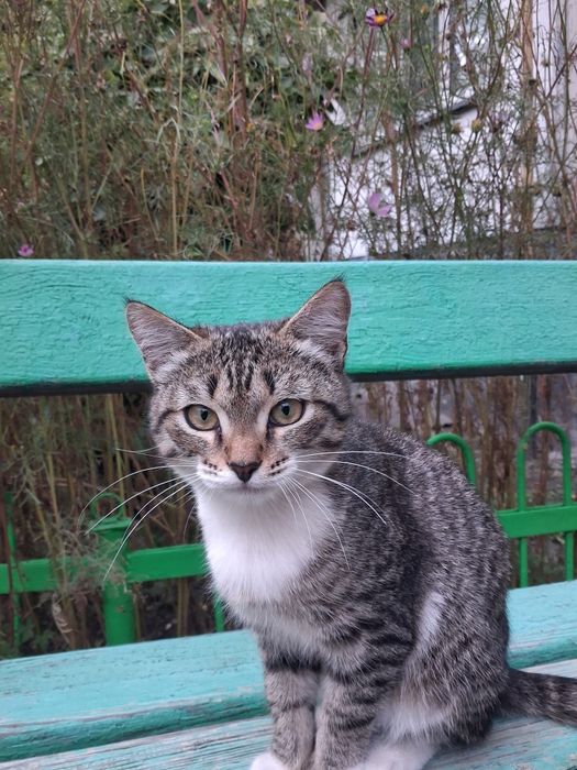Котенок ищет себе теплый дом