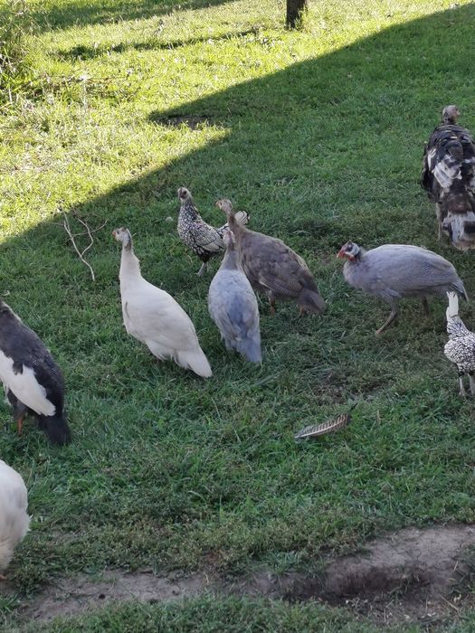 Vand bibilici de casa