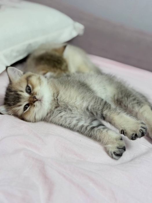 Милые котята,продаются