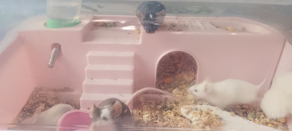 Продам декоративных мышей
