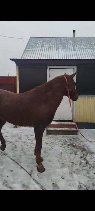 Продам жеребца 6 лет.