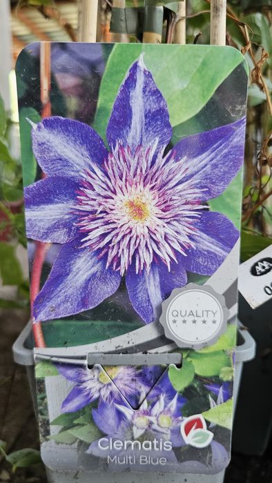 Клематис , саженцы клематиса