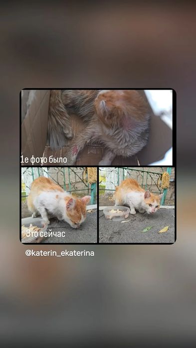 Кот. Ищу дом котику