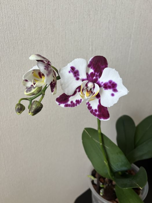 Орхидея Марракеш бабочка