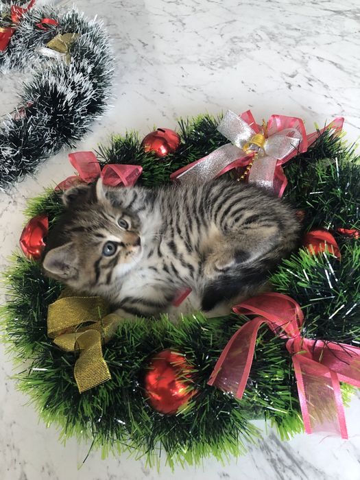 Персидский котенок