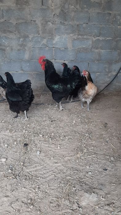 Инкубационное яйцо