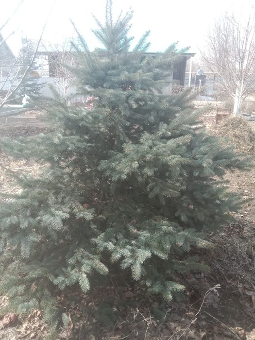 Продается Ель голубая