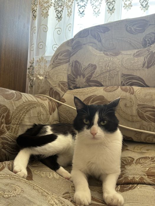 Отдам кота в добрые руки