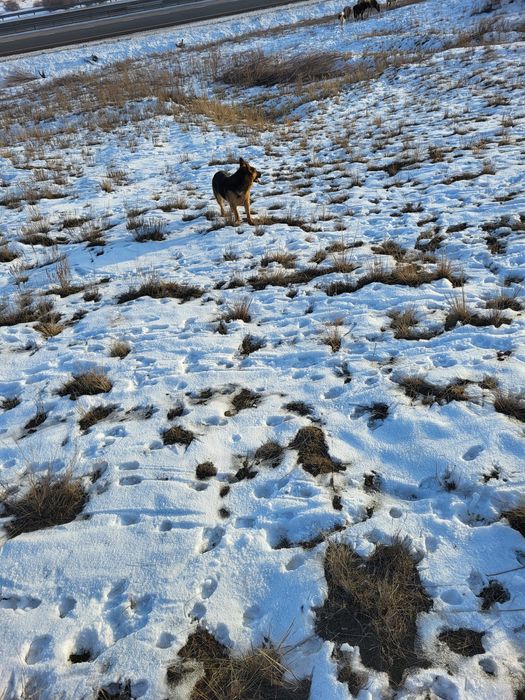 Восточный европейский  овчарка