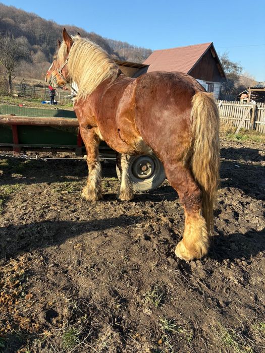 Vand armasar in varsta de 8 ani