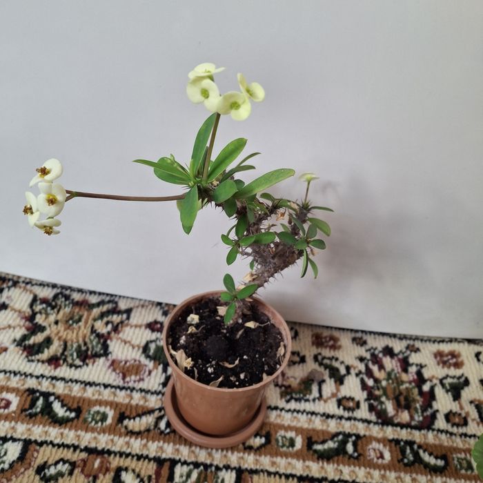 Продаются  комнатные цветы разных сортов сортов