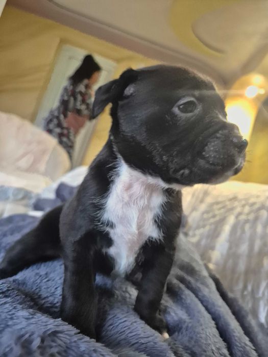 Продавам Питбулчета