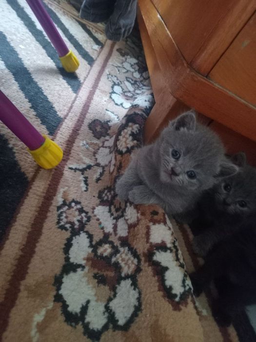 Продаю котят шатланских фолды