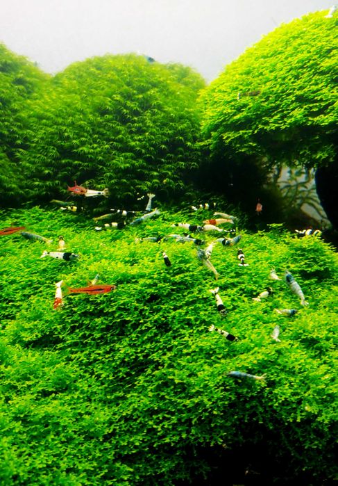 Plante Muschi de acvariu/Coral Moss/ Fissidens/ Christmas/ Flame/Pelia