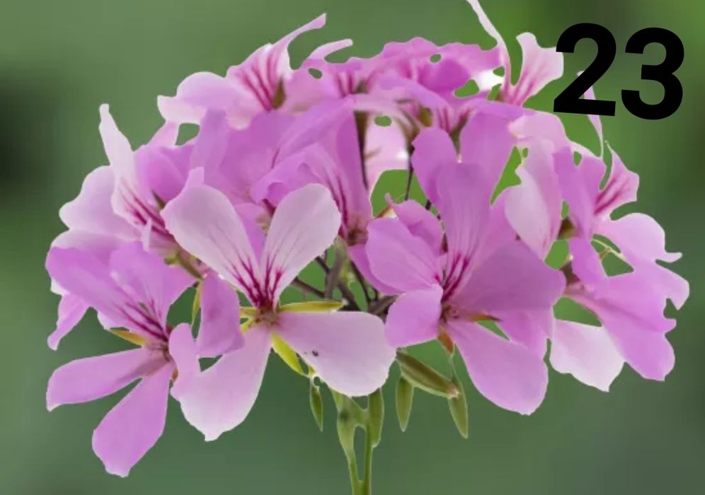 Нискостеблено мушкато -2.50€