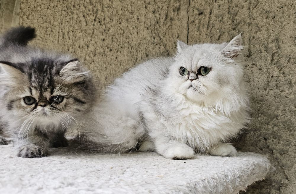 Персийски котенца